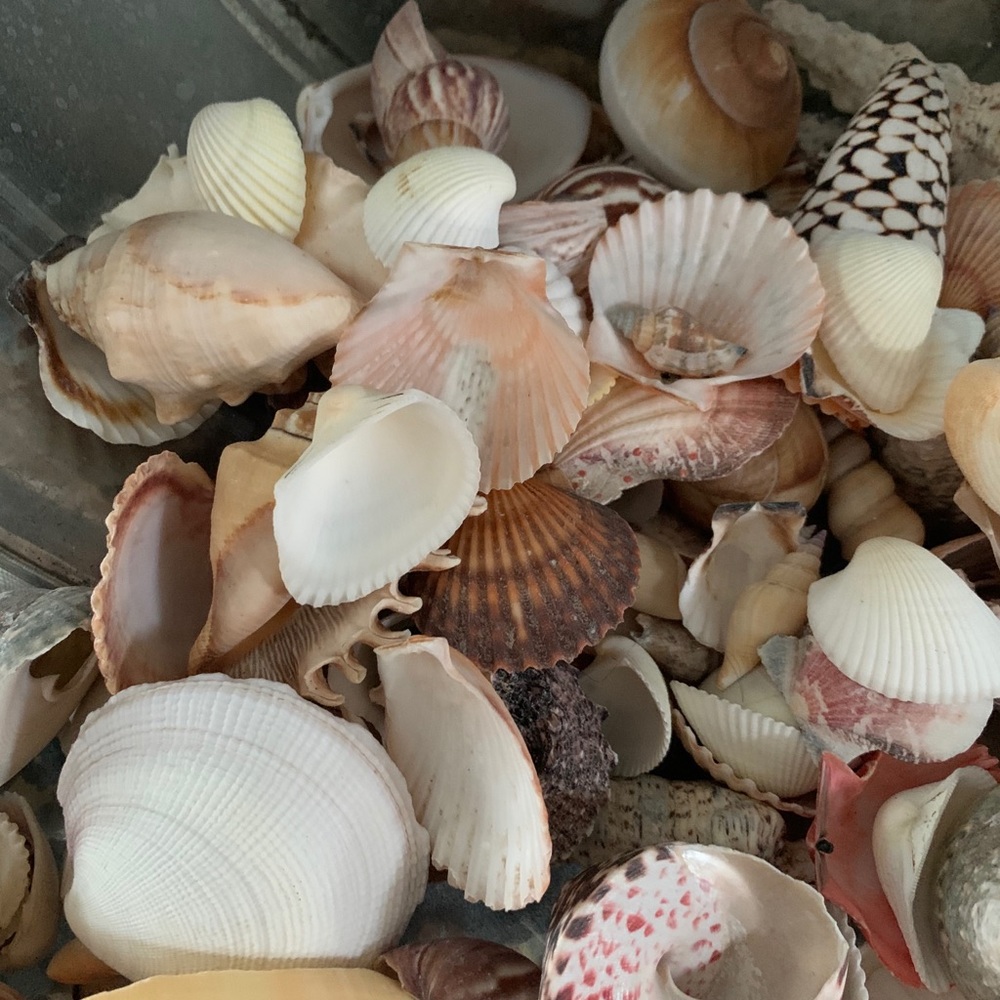 Real Seashells - Picture 5 of 5